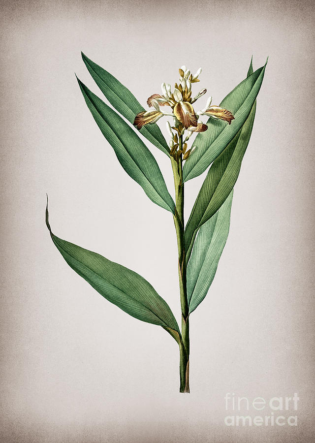 Vintage Globba Erecta Botanical Illustration On Parchment Mixed Media