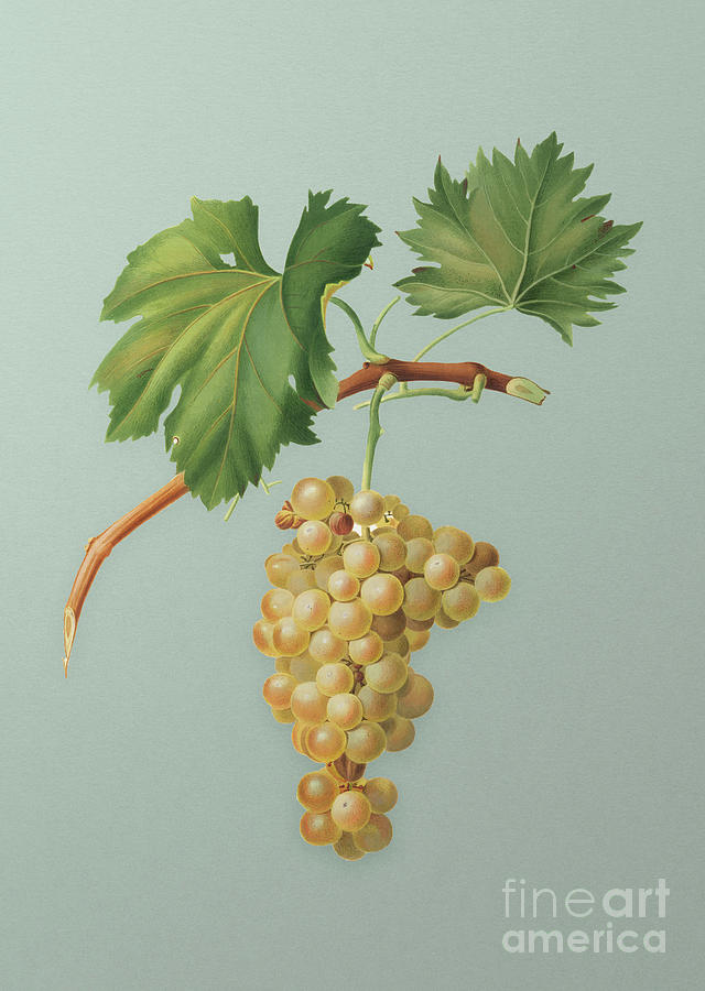 Vintage Grape Vine Botanical Art on Mint Green n.0191 Mixed Media by Holy Rock Design