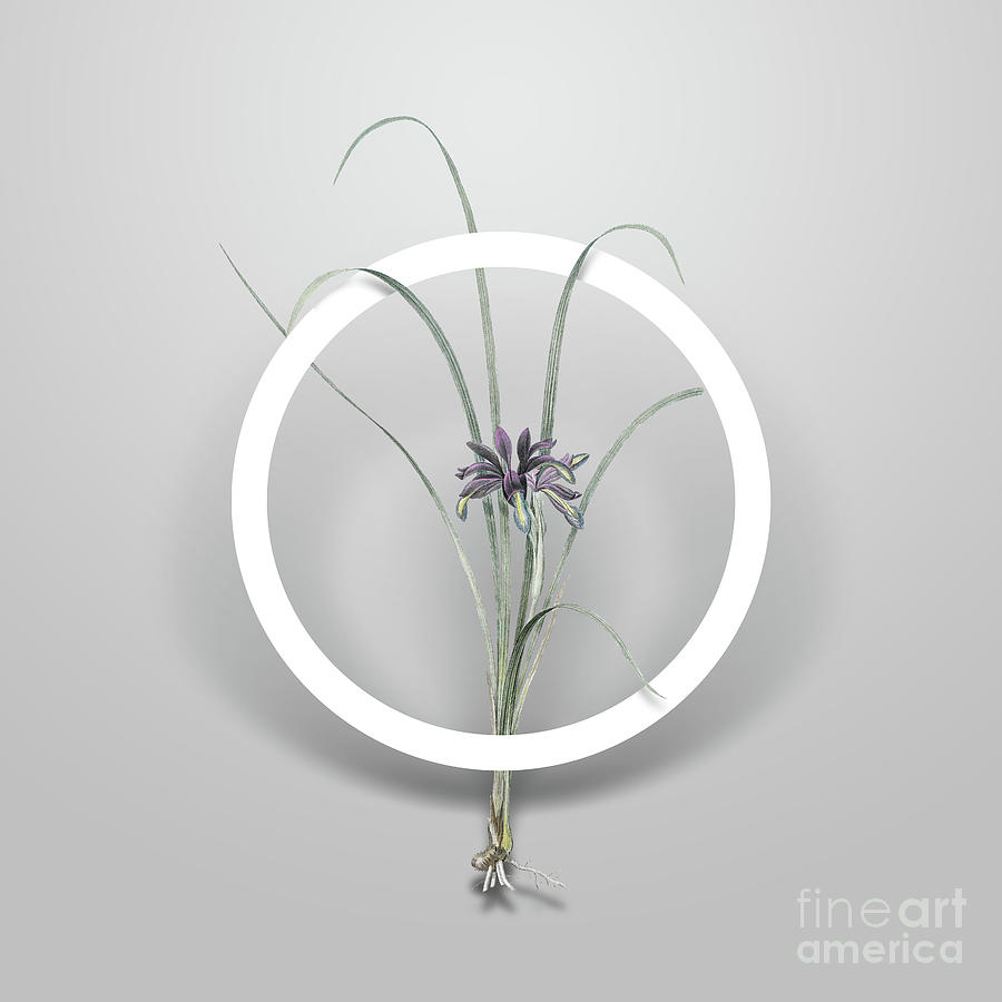 Vintage Grass Leaved Iris Minimalist Floral Geometric Circle Art N.627 Painting by Holy Rock Design