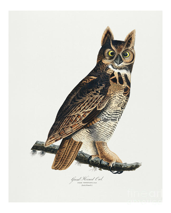 John James Audubon Drawing - Vintage Great Horned Owl wall art print and poster by Word Fandom