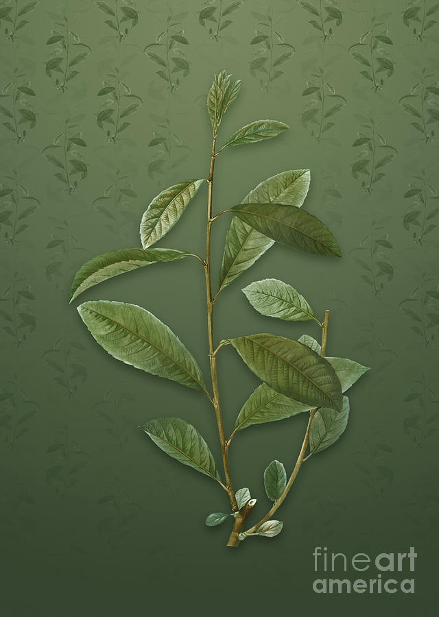 Vintage Grey Willow Botanical Art on Lunar Green Pattern n.1083 Mixed Media by Holy Rock Design