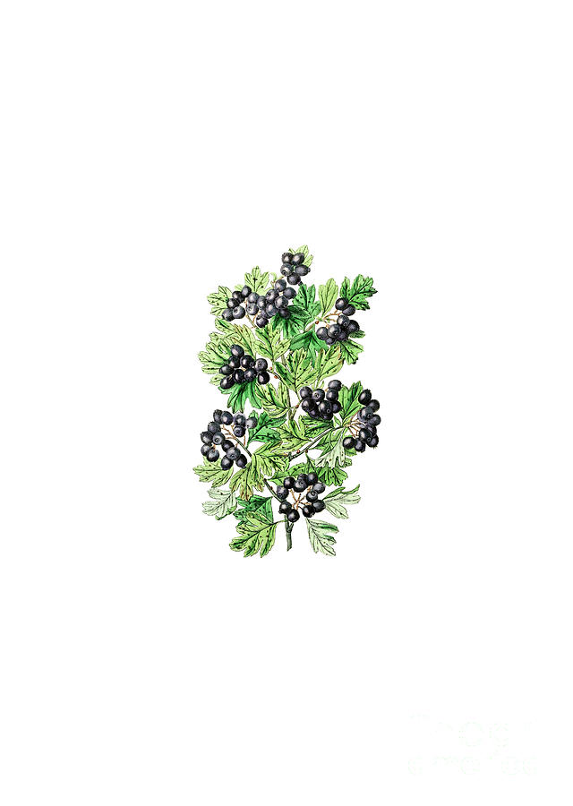 Vintage Hairy Leaf Black Hawthorn Botanical Illustration on Pure White