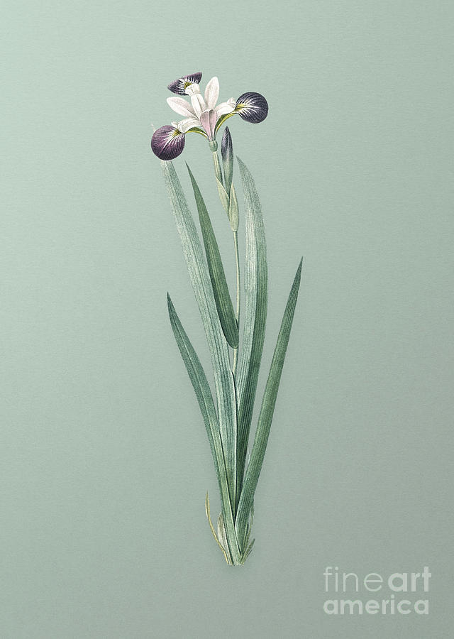 Vintage Harlequin Blueflag Botanical Art on Mint Green n.0547 Mixed Media by Holy Rock Design