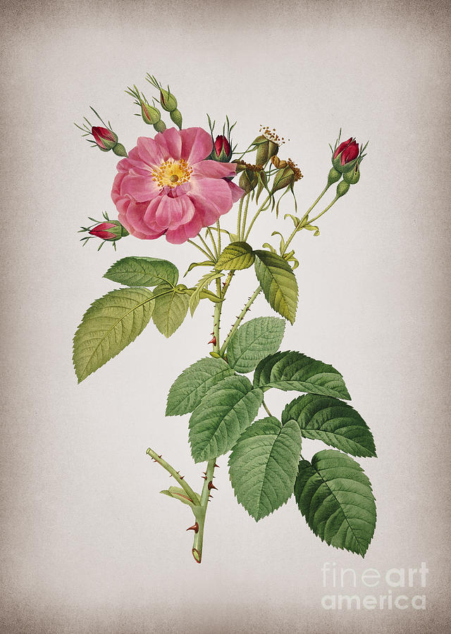 Vintage Harsh Downy Rose Botanical Illustration on Parchment Mixed Media by Holy Rock Design