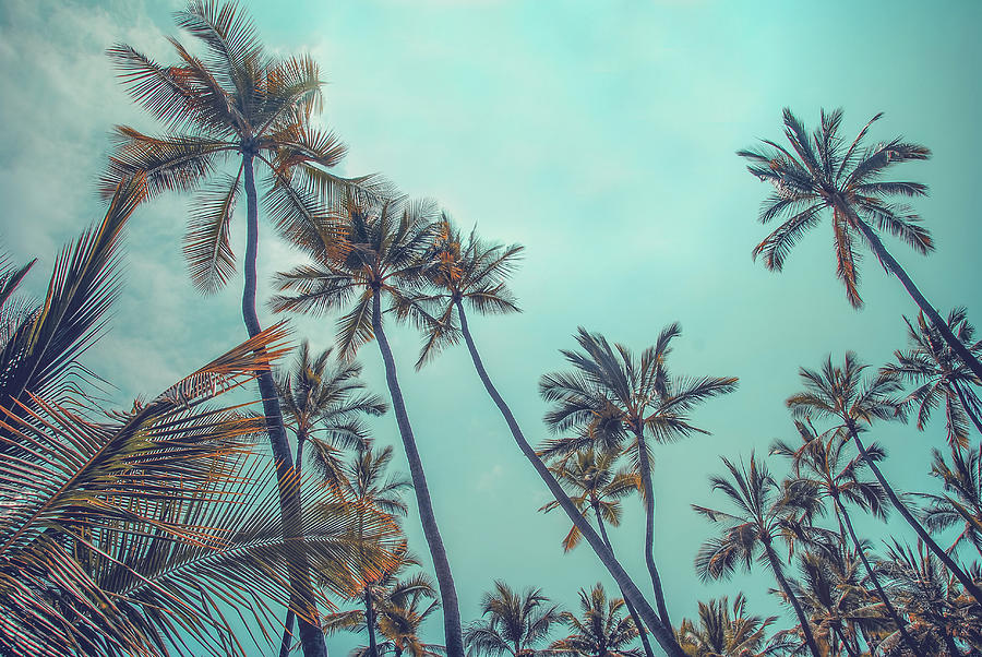 Vintage Hawaiian Palms Photograph