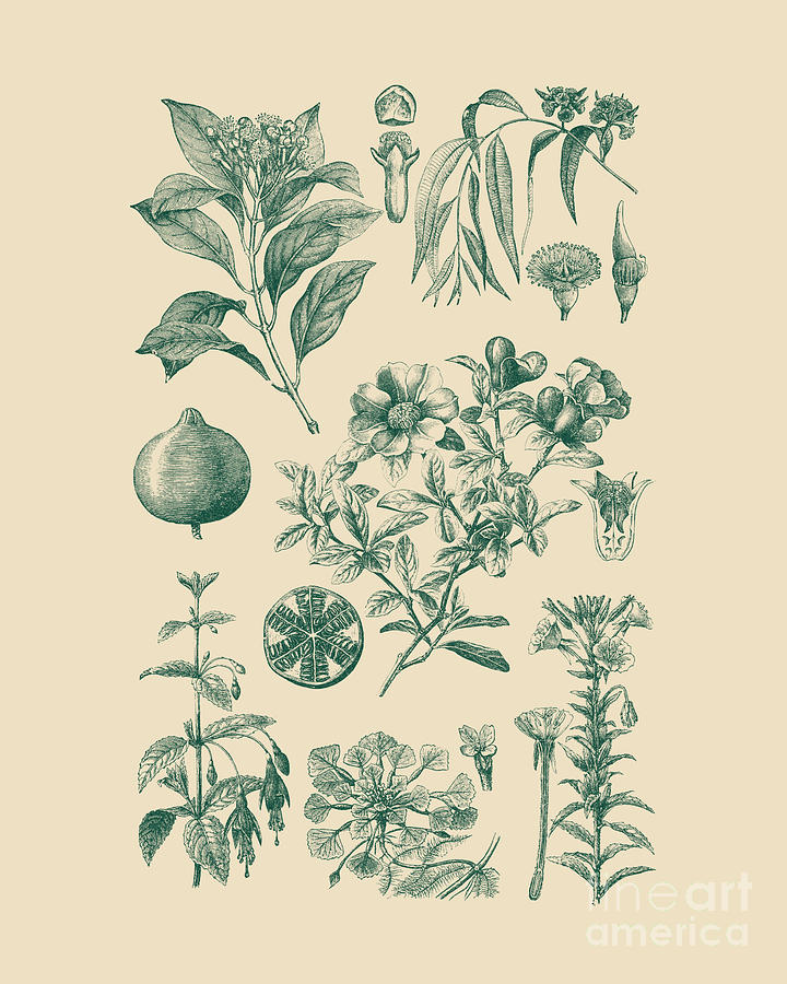 Fruit Digital Art - Vintage Herbarium by Madame Memento