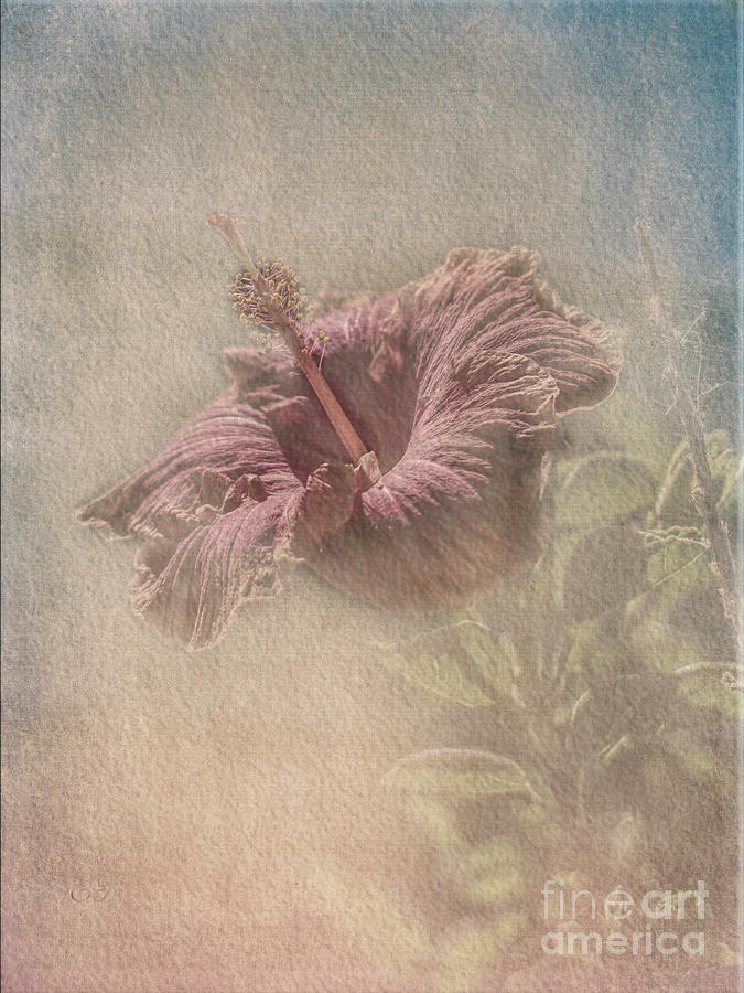 Vintage Hibiscus Photograph by Elaine Teague