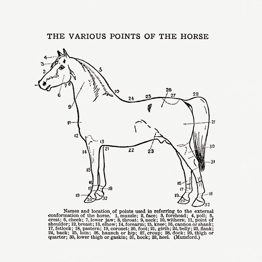 Vintage horse anatomy - Vintage Farm Illustration - The Open Door to Independence Digital Art by Studio Grafiikka