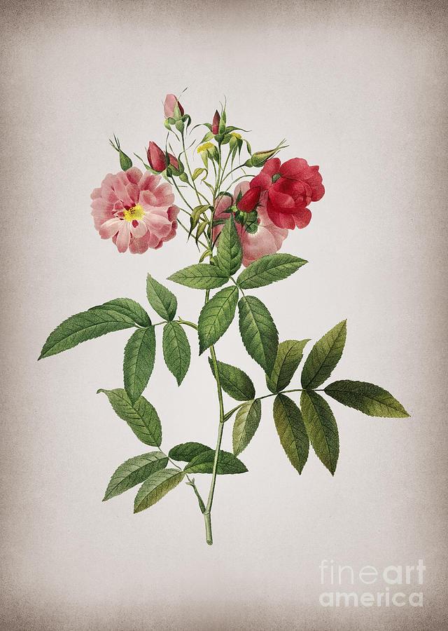 Vintage Hudson Rose Botanical Illustration on Parchment Mixed Media by Holy Rock Design