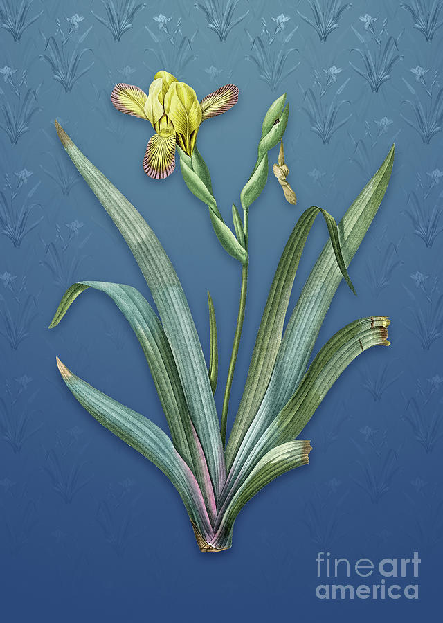 Vintage Hungarian Iris Botanical Art on Bahama Blue Pattern n.1297 Mixed Media by Holy Rock Design