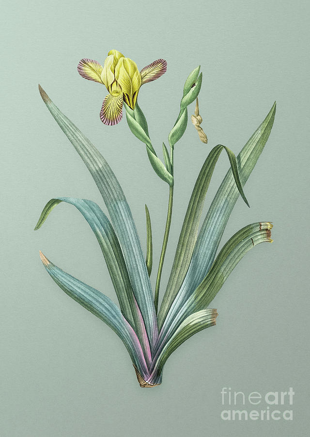 Vintage Hungarian Iris Botanical Art on Mint Green n.0552 Mixed Media by Holy Rock Design