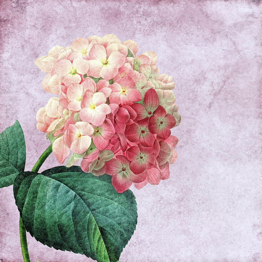 Vintage Hydrangea Flower Mixed Media by Bamalam Art - Fine Art America