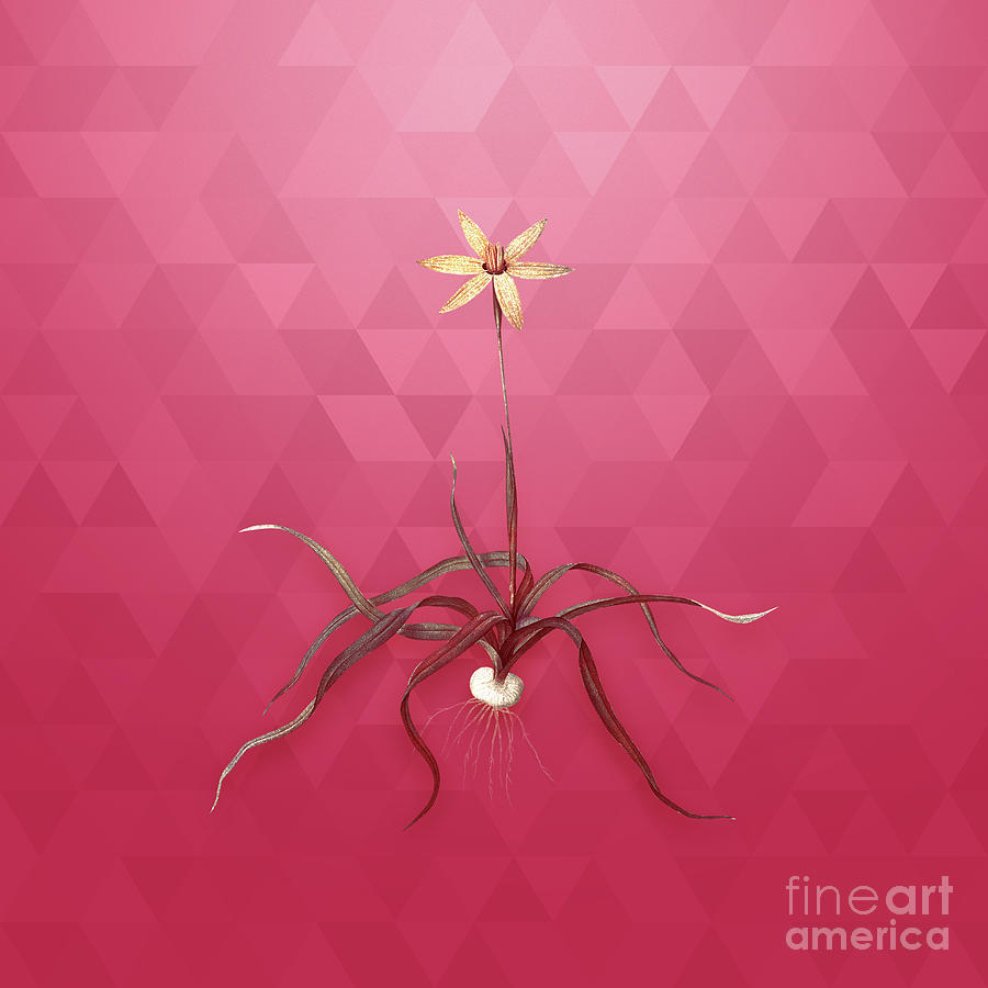 Vintage Hypoxis Stellata in Gold on Viva Magenta Mixed Media by Holy Rock Design