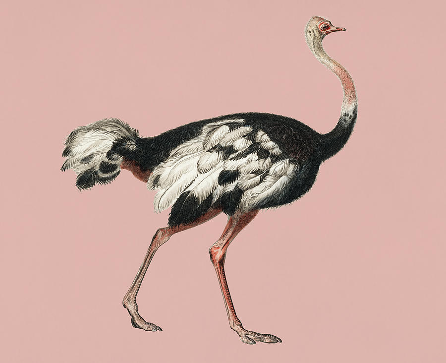 ostrich art