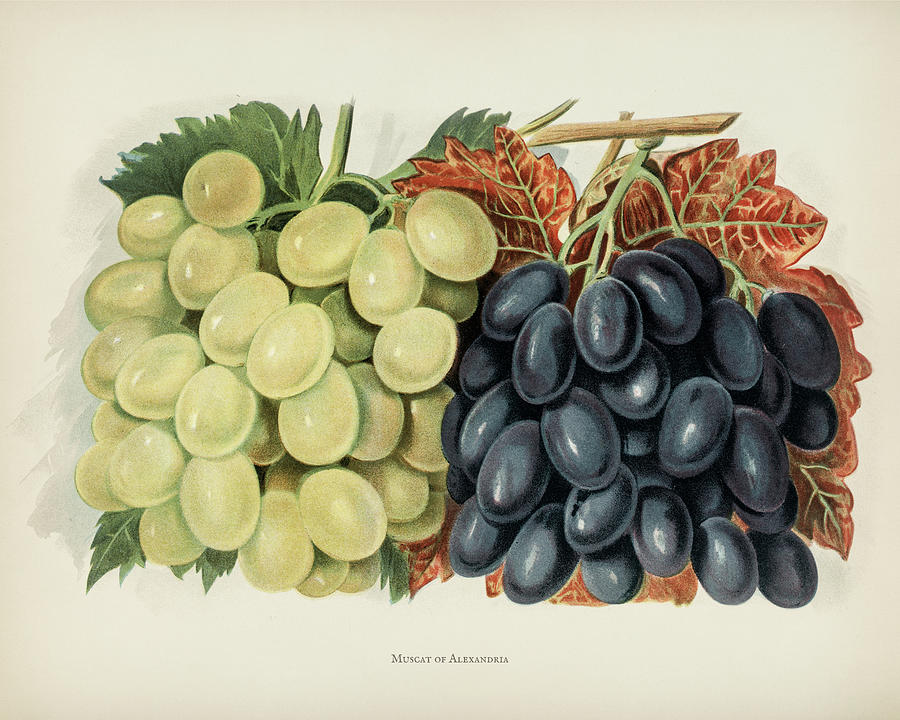  Vintage illustration of grape Digital Art by Celestial Images