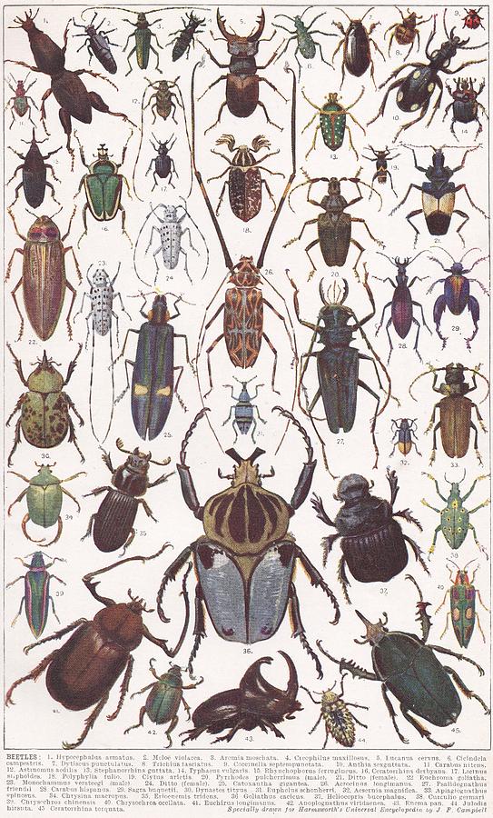 Vintage illustrations of Beetles. Drawing by Michelle Bridges - Fine ...