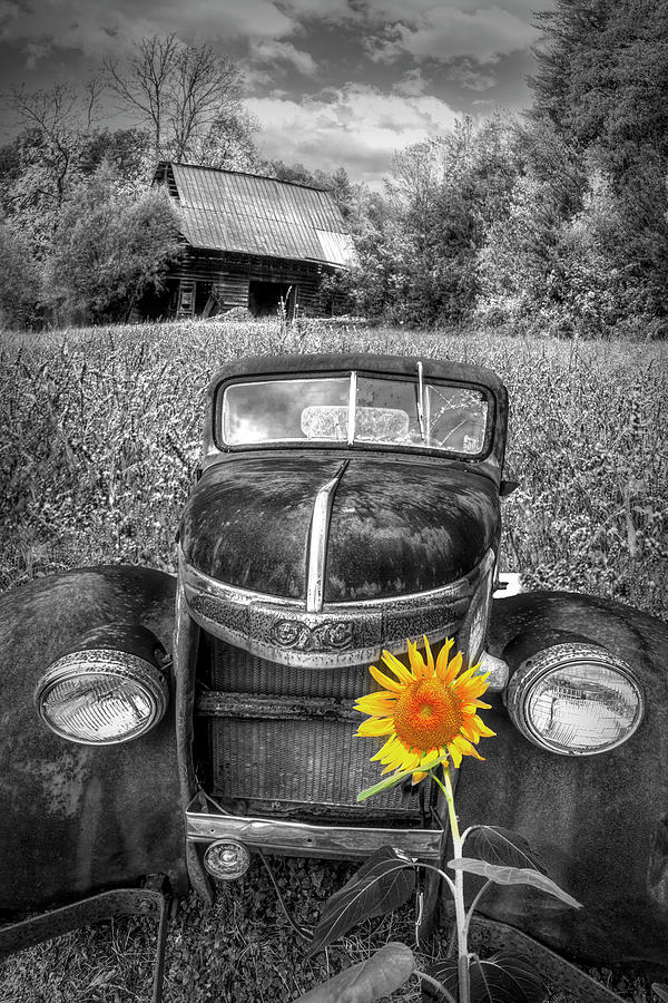 Vintage in the Wildflowers Black and White and Yellow Photograph by Debra and Dave Vanderlaan
