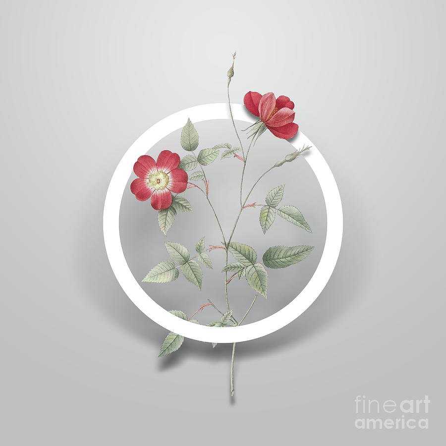 Vintage Indica Stelligera Rose Minimalist Floral Geometric Circle Art N.655 Painting by Holy Rock Design