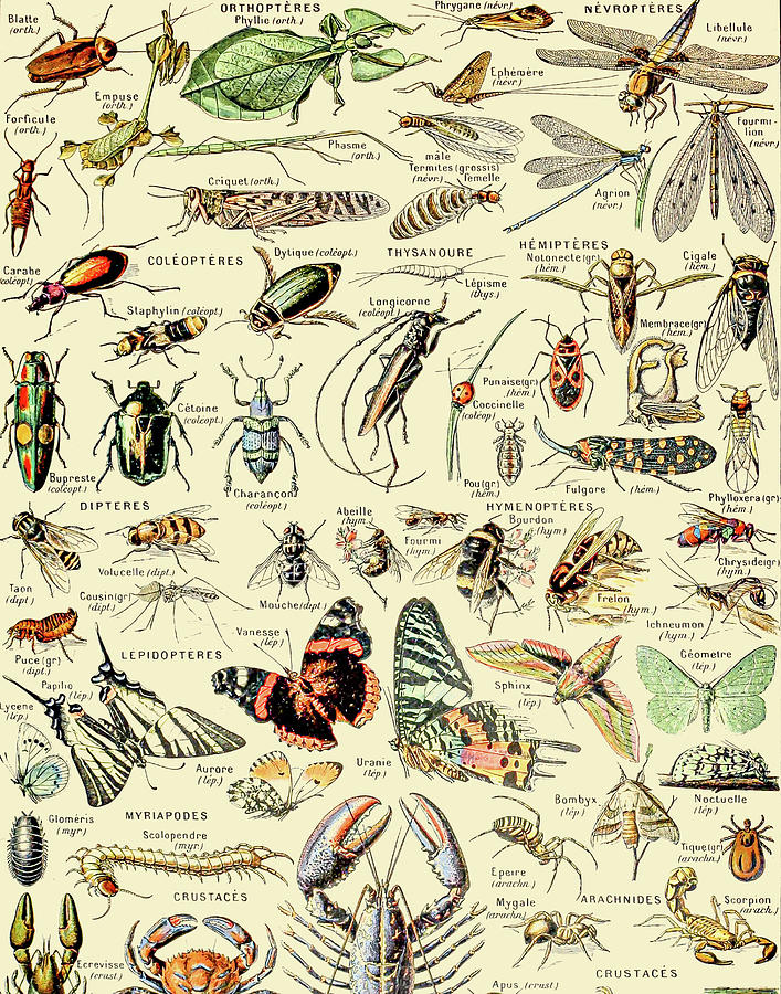 Vintage Insect Identification Chart // Arthropodes by Adolphe Millot XL ...