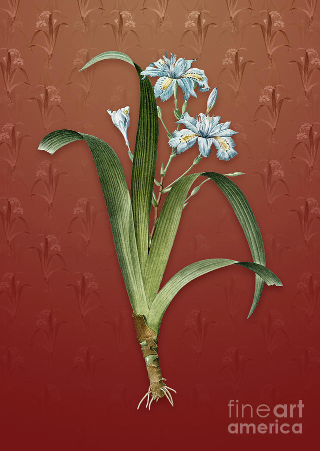 Vintage Iris Fimbriata Botanical Art on Falu Red Pattern n.3436 Mixed Media by Holy Rock Design