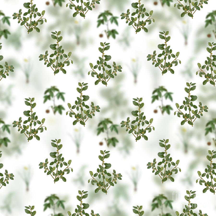 Vintage Italian Buckthorn Floral Garden Pattern on White n.2134 Mixed Media by Holy Rock Design