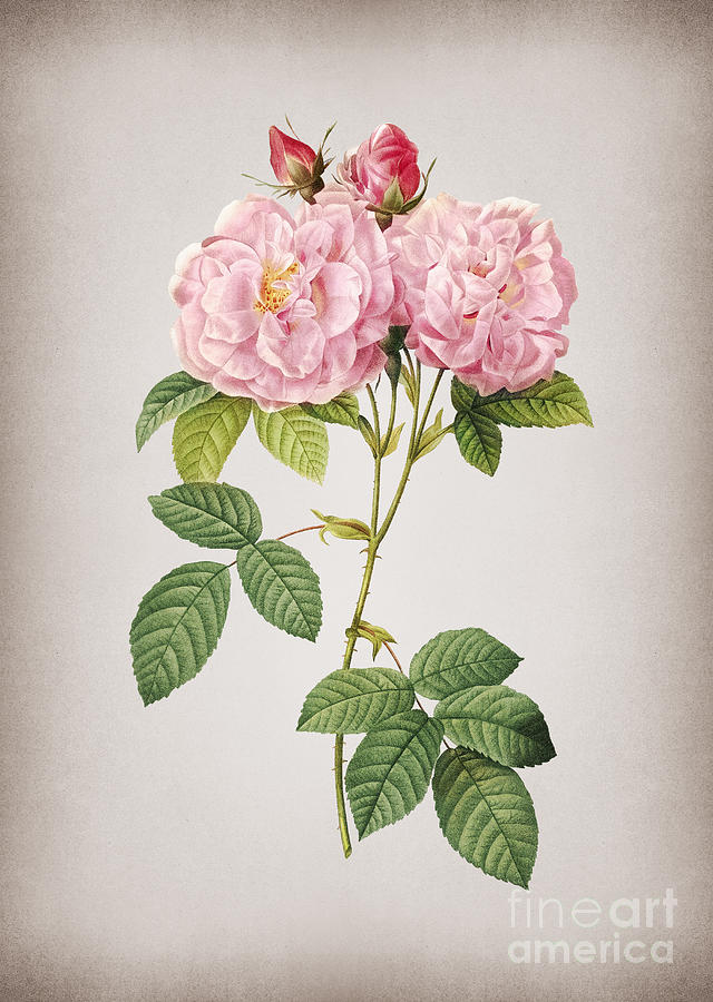 Vintage Italian Damask Rose Botanical Illustration on Parchment Mixed Media by Holy Rock Design