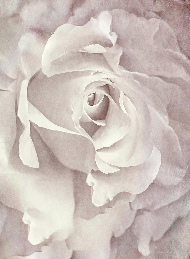 Vintage Ivory Rose Flower Photograph by Jennie Marie Schell