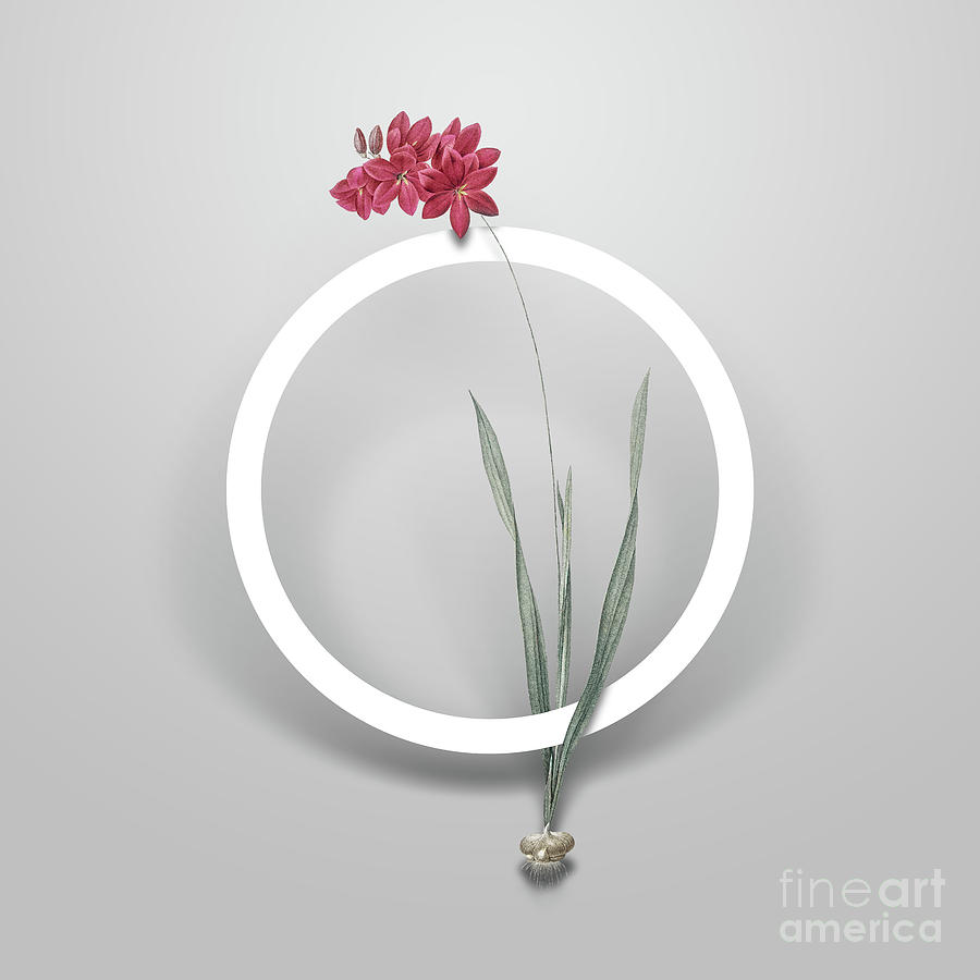 Vintage Ixia Filiformis Minimalist Floral Geometric Circle Art N.621 Painting by Holy Rock Design