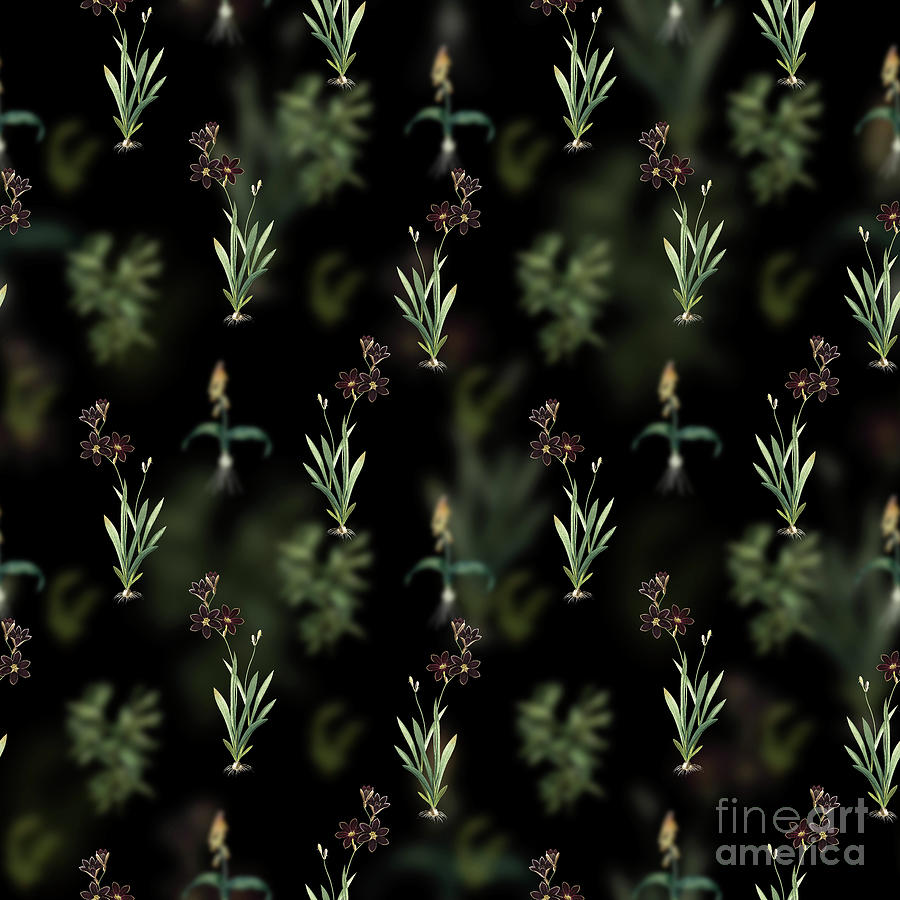 Vintage Ixia Grandiflora Floral Garden Pattern on Black n.2091 Mixed Media by Holy Rock Design