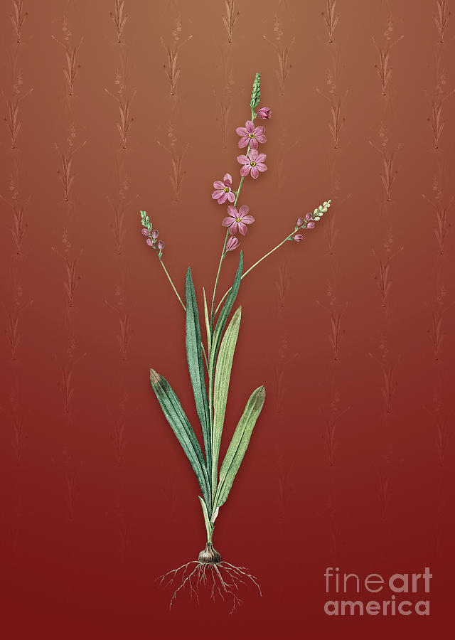 Vintage Ixia Scillaris Botanical Art on Falu Red Pattern n.4900 Mixed Media by Holy Rock Design