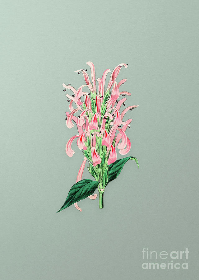 Vintage Justicia Carnea Flower Botanical Art on Mint Green n.0044 Mixed Media by Holy Rock Design