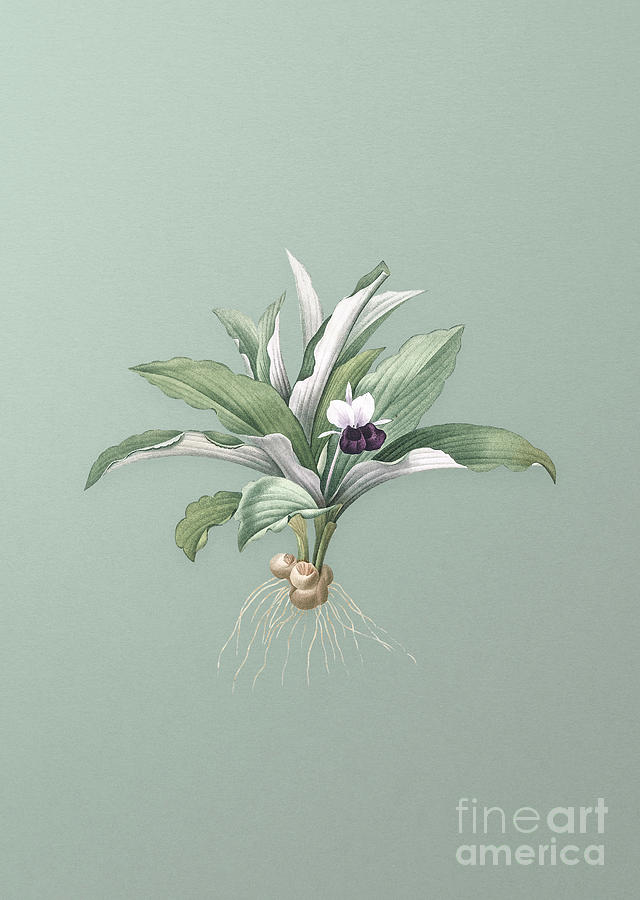 Vintage Kaempferia Angustifolia Botanical Art on Mint Green n.0580 Mixed Media by Holy Rock Design