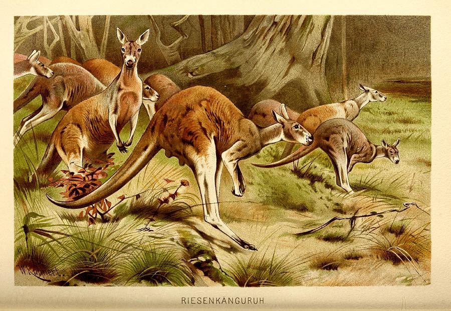 Vintage Kangaroo illustration Mixed Media by World Art Collective