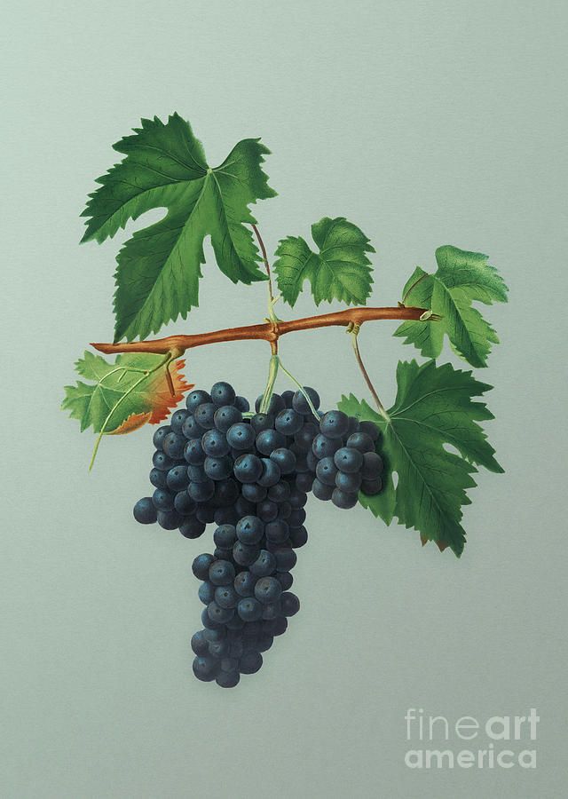 Vintage Lacrima Grapes Botanical Art on Mint Green n.0198 Mixed Media by Holy Rock Design