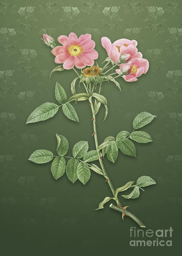 Vintage Lady Monson Rose Bloom Botanical Art on Lunar Green Pattern n.0743 Mixed Media by Holy Rock Design