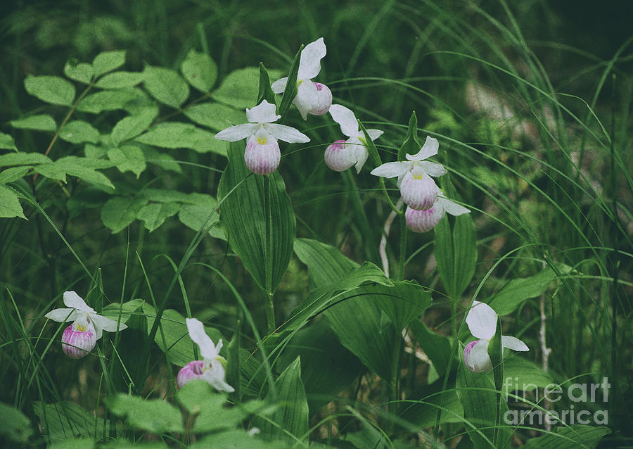 Vintage Lady Slippers Photograph