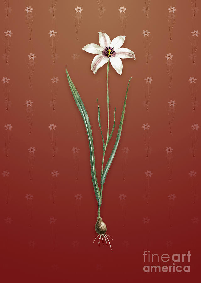Vintage Lady Tulip Botanical Art on Falu Red Pattern n.1447 Mixed Media by Holy Rock Design