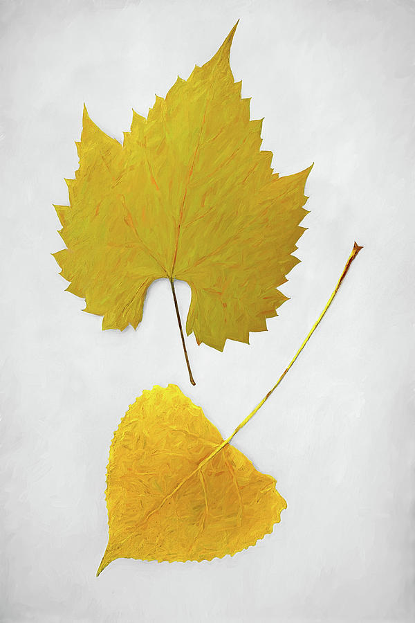 Vintage Leaves Photograph by Kathi Mirto