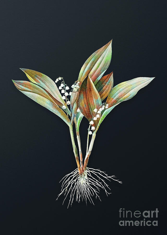 Vintage Mixed Media - Vintage Lily of the Valley Botanical Art on Dark Steel Gray n.0599 by Holy Rock Design