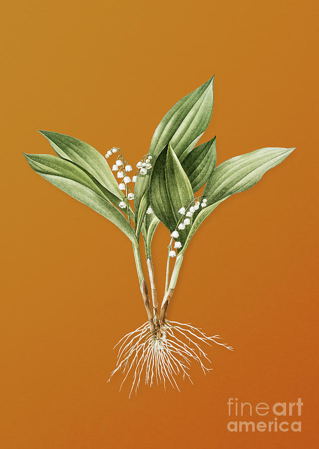 Vintage Mixed Media - Vintage Lily of the Valley Botanical Art on Sunset Orange n.0599 by Holy Rock Design