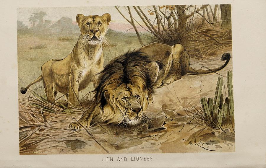Vintage Lion illustration Mixed Media by Beautiful Nature Prints - Pixels