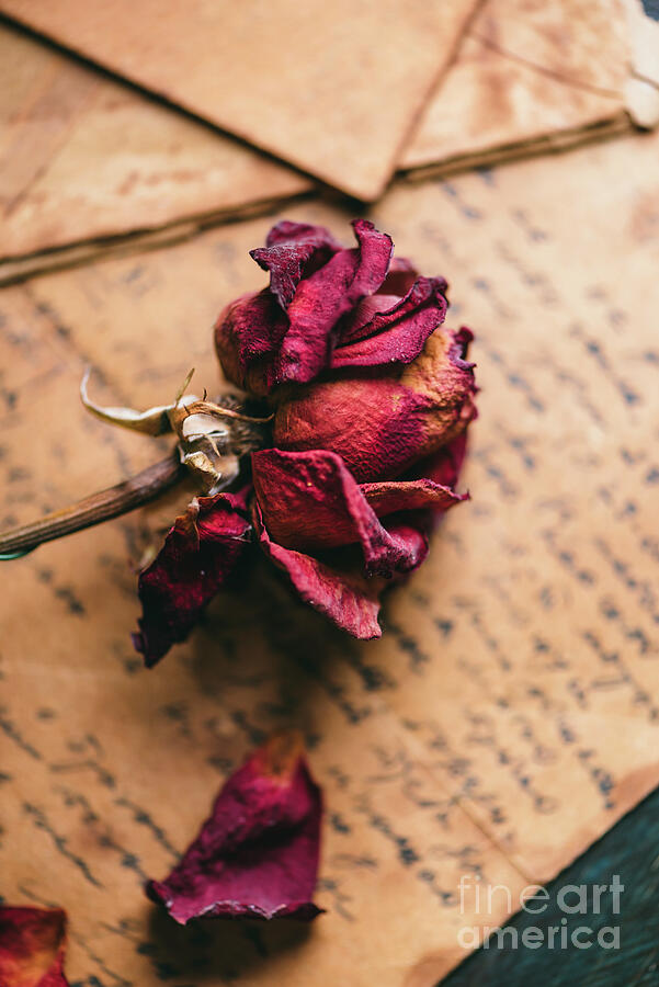 Vintage love letters handwritten on an old paper with ink, and dry rose. Photograph by Jelena Jovanovic Vintage love letters handwritten on an old paper with ink, and dry rose. Photograph by Jelena Jovanovic