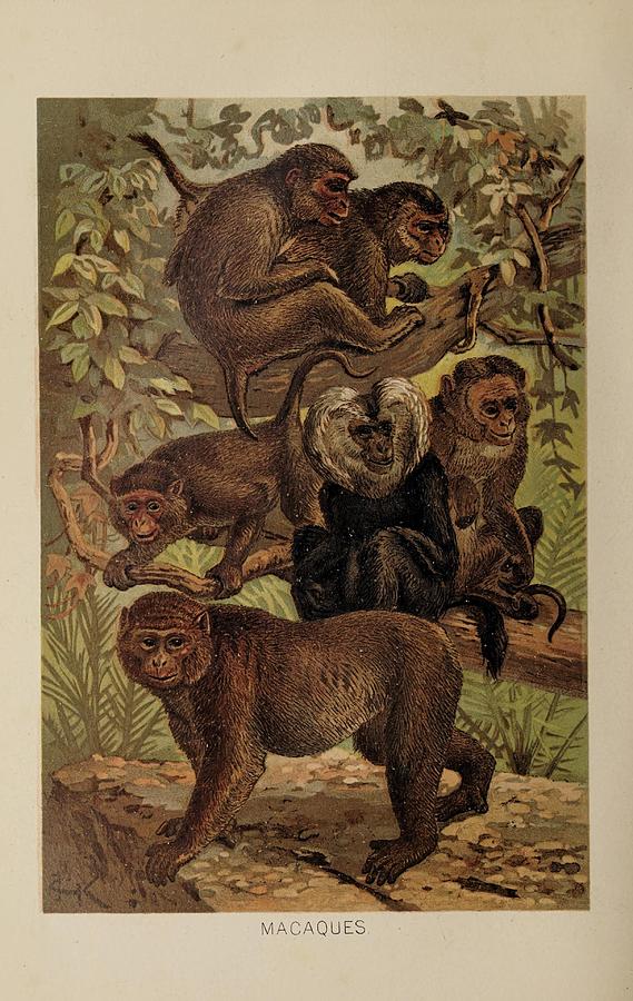 Vintage Macaque Illustration Mixed Media By Beautiful Nature Prints 7396