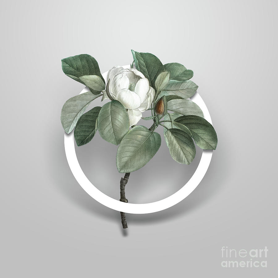 Vintage Magnolia Elegans Minimalist Floral Geometric Circle Art N.620 Painting by Holy Rock Design