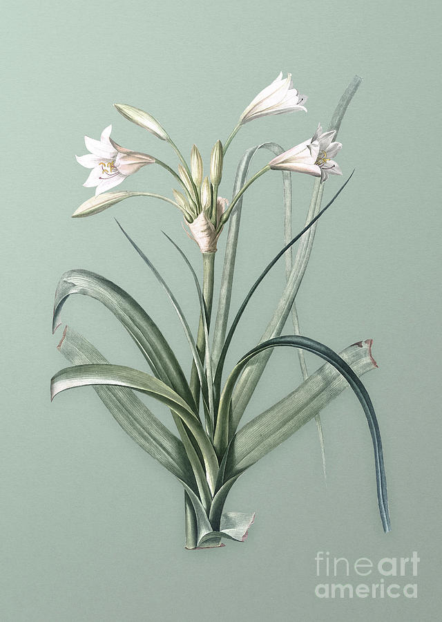 Vintage Malgas Lily Botanical Art on Mint Green n.0602 Mixed Media by Holy Rock Design