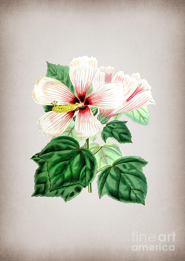 Vintage Marsh Hibiscus Botanical Illustration on Parchment Mixed Media by Holy Rock Design