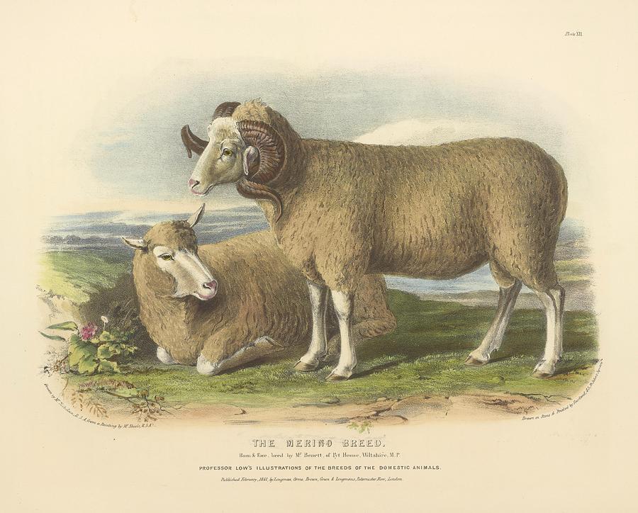 Vintage Merino Sheep illustration Mixed Media by Beautiful Nature ...