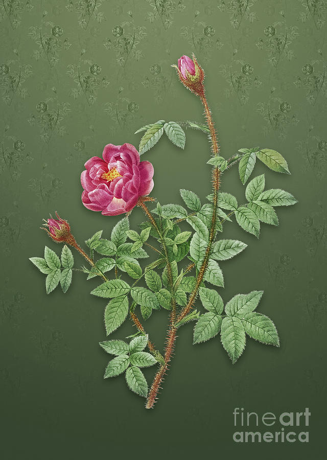 Vintage Moss Rose Botanical Art on Lunar Green Pattern n.1135 Mixed Media by Holy Rock Design