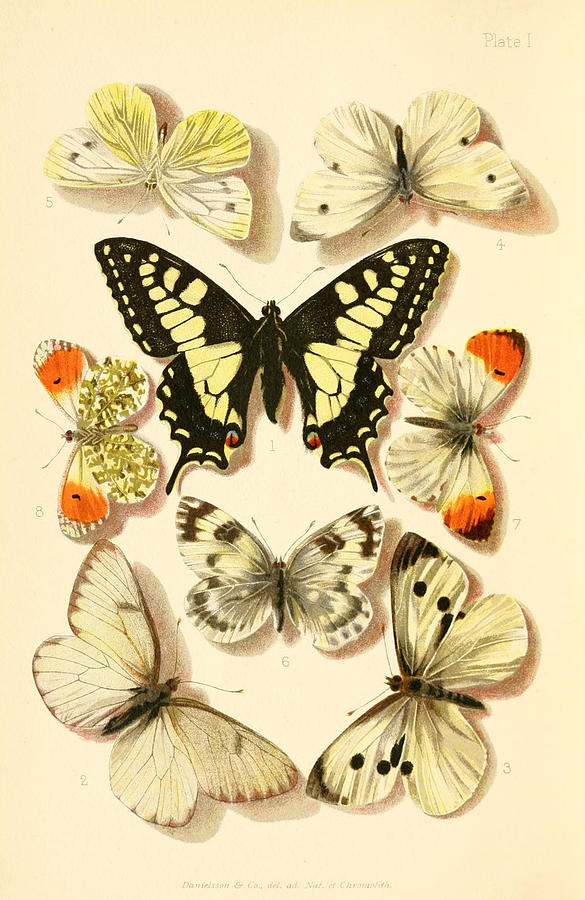 Vintage Moth And Butterfly illustration Mixed Media by World Art Collective