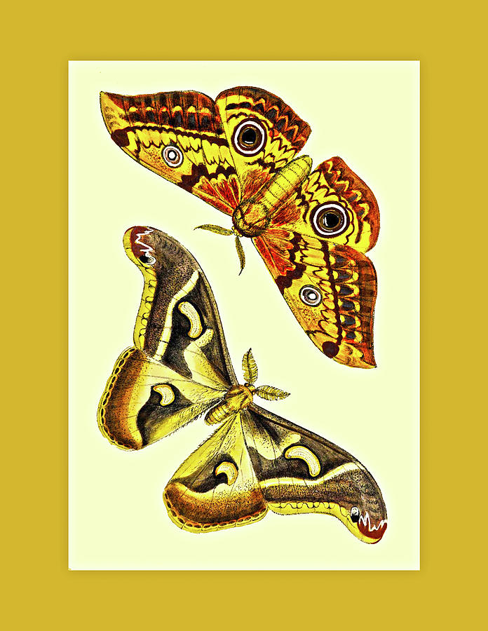 Vintage Moths Mixed Media by Lorena Cassady